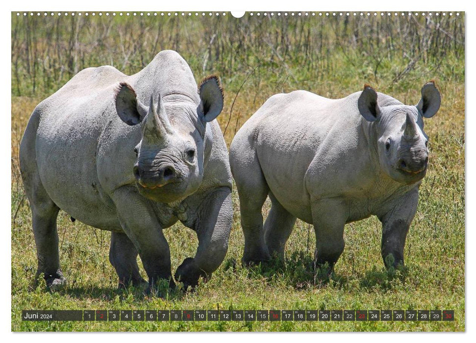 Rhinos - Rencontres en Afrique (Calvendo Premium Wall Calendar 2024) 