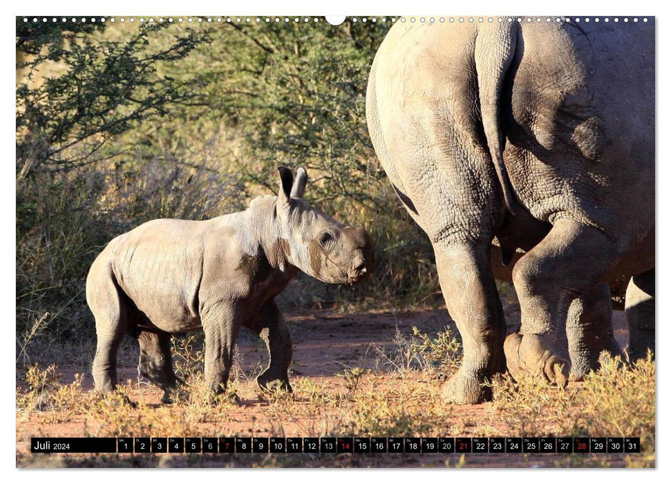 Rhinos - Rencontres en Afrique (Calvendo Premium Wall Calendar 2024) 