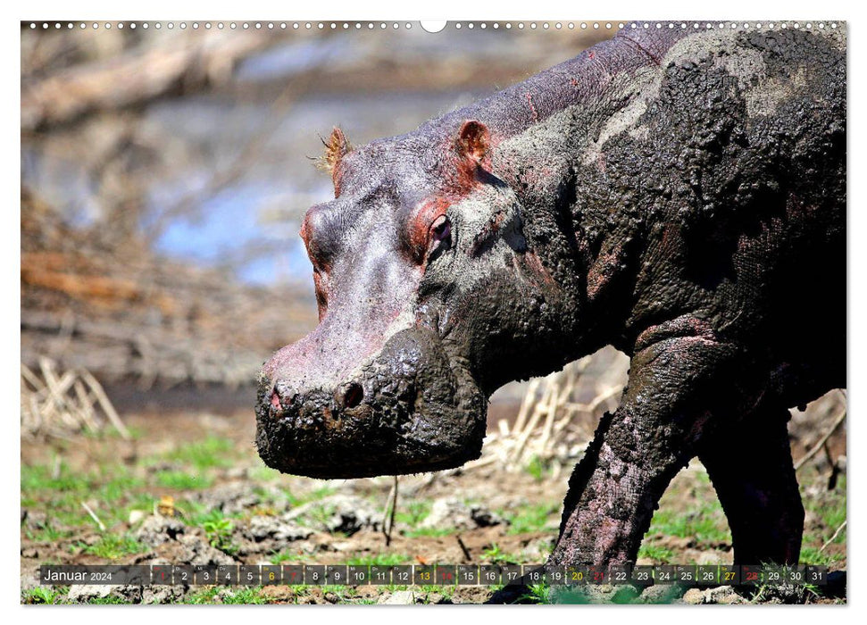 Hippopotames - Rencontres en Afrique (Calendrier mural CALVENDO Premium 2024) 