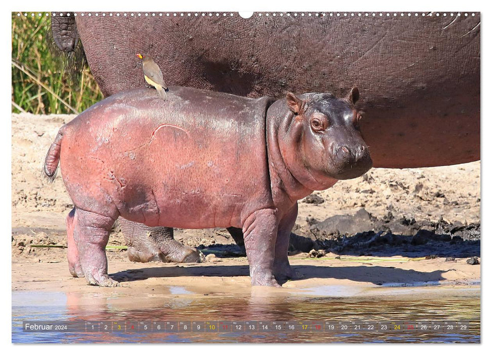 Hippopotames - Rencontres en Afrique (Calendrier mural CALVENDO Premium 2024) 