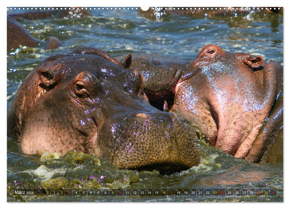 Hippos - Begegnungen in Afrika (CALVENDO Premium Wandkalender 2024)