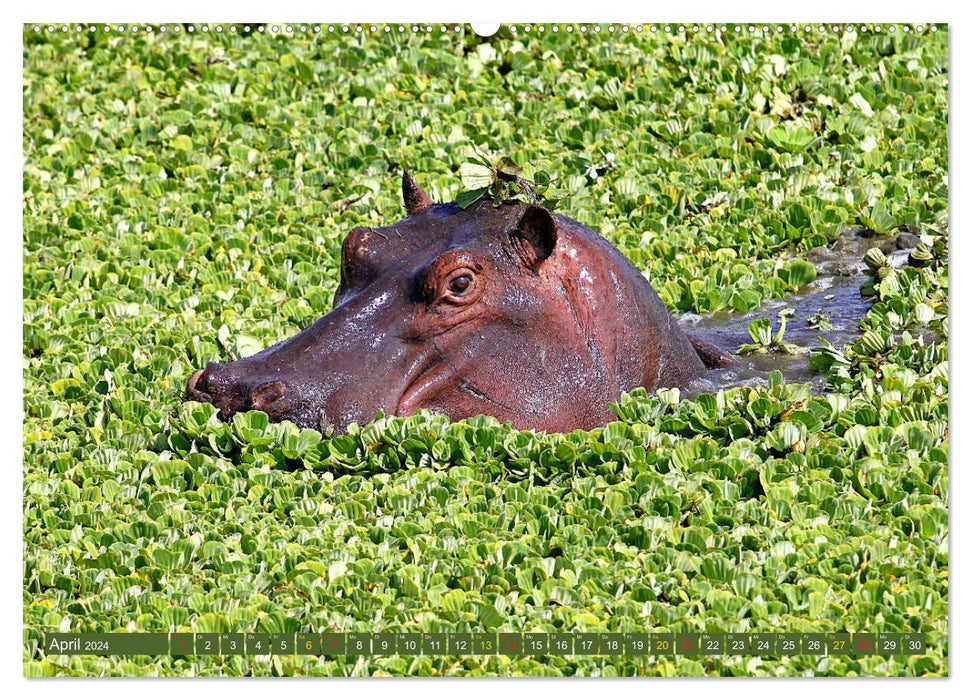 Hippopotames - Rencontres en Afrique (Calendrier mural CALVENDO Premium 2024) 