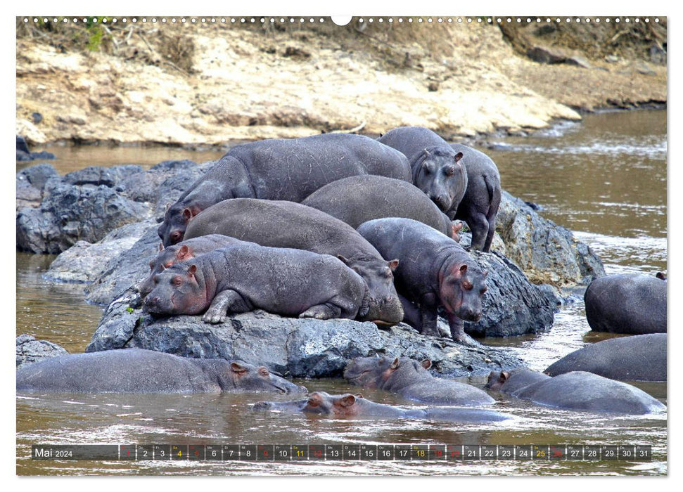 Hippopotames - Rencontres en Afrique (Calendrier mural CALVENDO Premium 2024) 