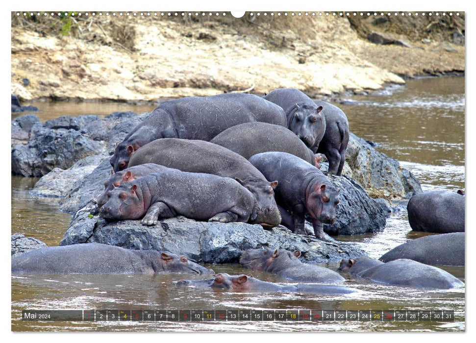 Hippos - Begegnungen in Afrika (CALVENDO Premium Wandkalender 2024)