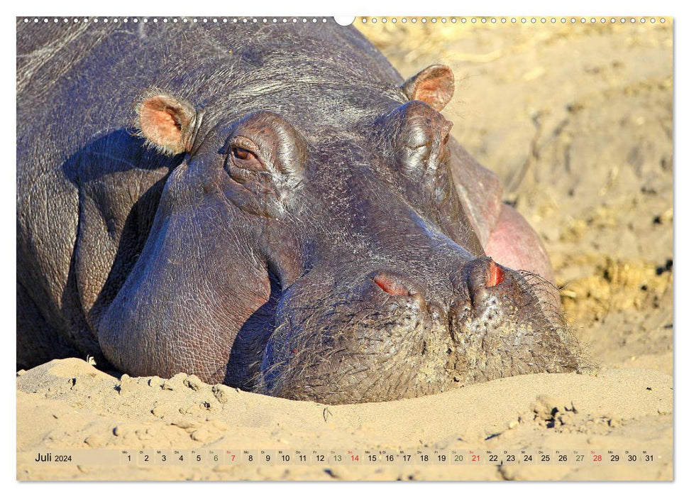 Hippopotames - Rencontres en Afrique (Calendrier mural CALVENDO Premium 2024) 