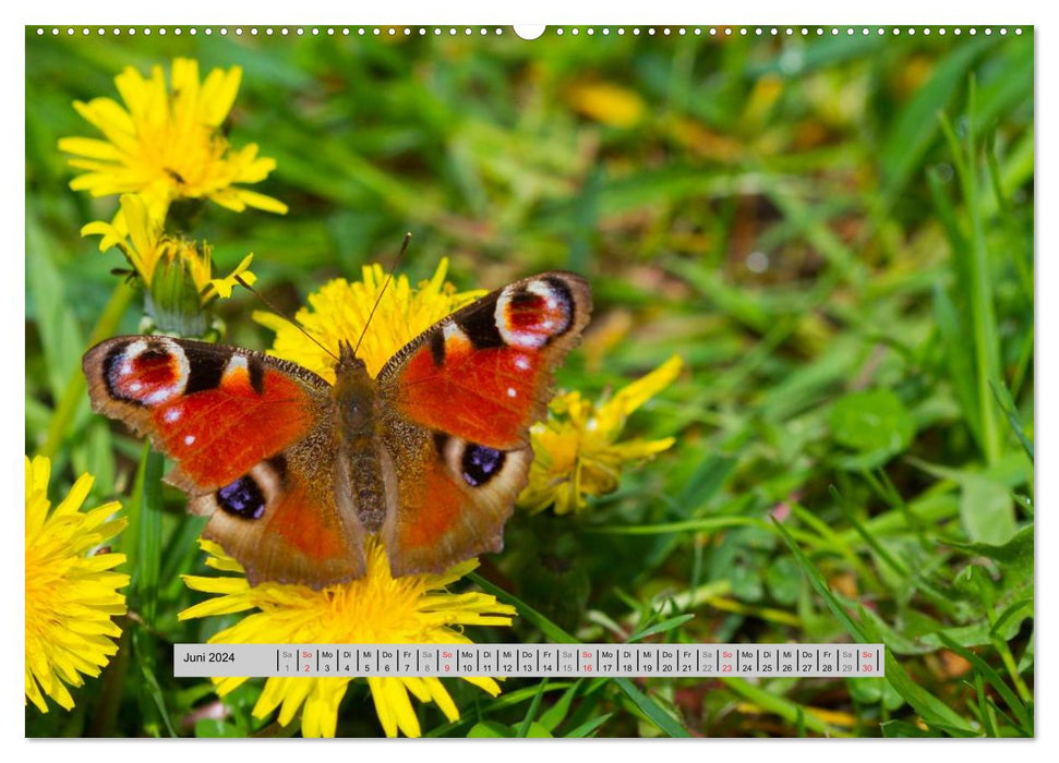 Little miracles in the Bienwald (CALVENDO wall calendar 2024) 