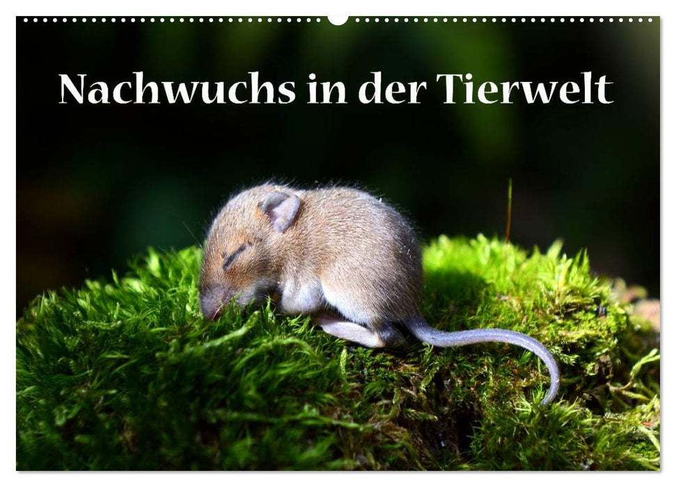 Nachwuchs in der Tierwelt (CALVENDO Wandkalender 2024)