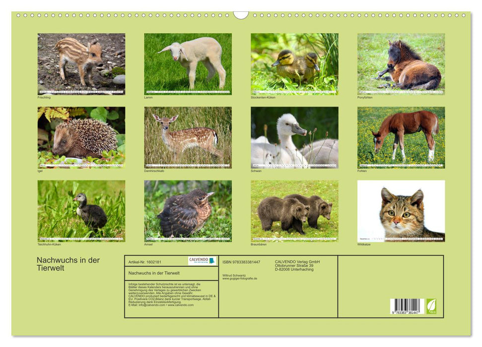 Offspring in the animal world (CALVENDO wall calendar 2024) 