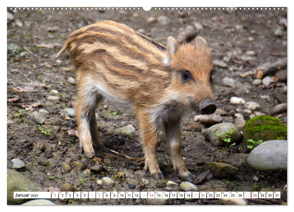 La progéniture dans le monde animal (Calendrier mural CALVENDO 2024) 