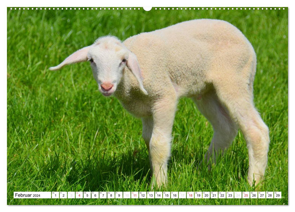 Offspring in the animal world (CALVENDO wall calendar 2024) 