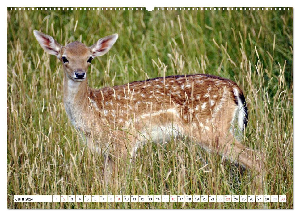 Offspring in the animal world (CALVENDO wall calendar 2024) 