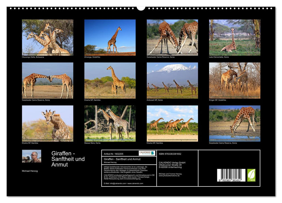 Giraffen - Sanftheit und Anmut (CALVENDO Premium Wandkalender 2024)