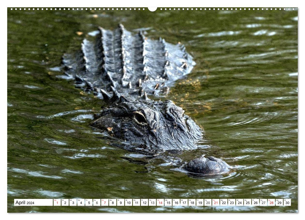 ALLIGATORS in Florida (CALVENDO Premium Wall Calendar 2024) 