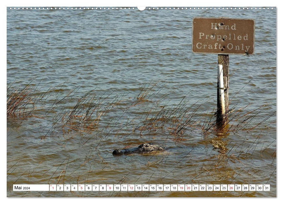 ALLIGATORS in Florida (CALVENDO Premium Wall Calendar 2024) 