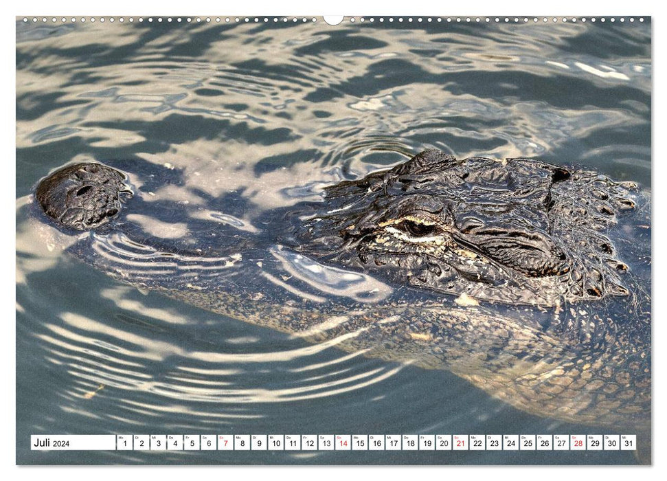 ALLIGATORS in Florida (CALVENDO Premium Wall Calendar 2024) 