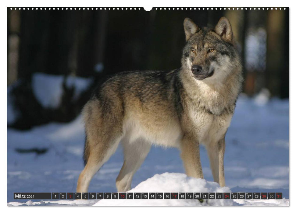 Loups. Éminences grises (Calendrier mural CALVENDO 2024) 