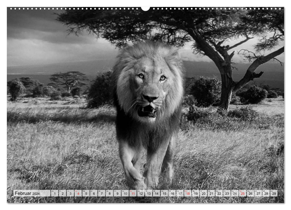 Wild animals in black and white (CALVENDO Premium Wall Calendar 2024) 