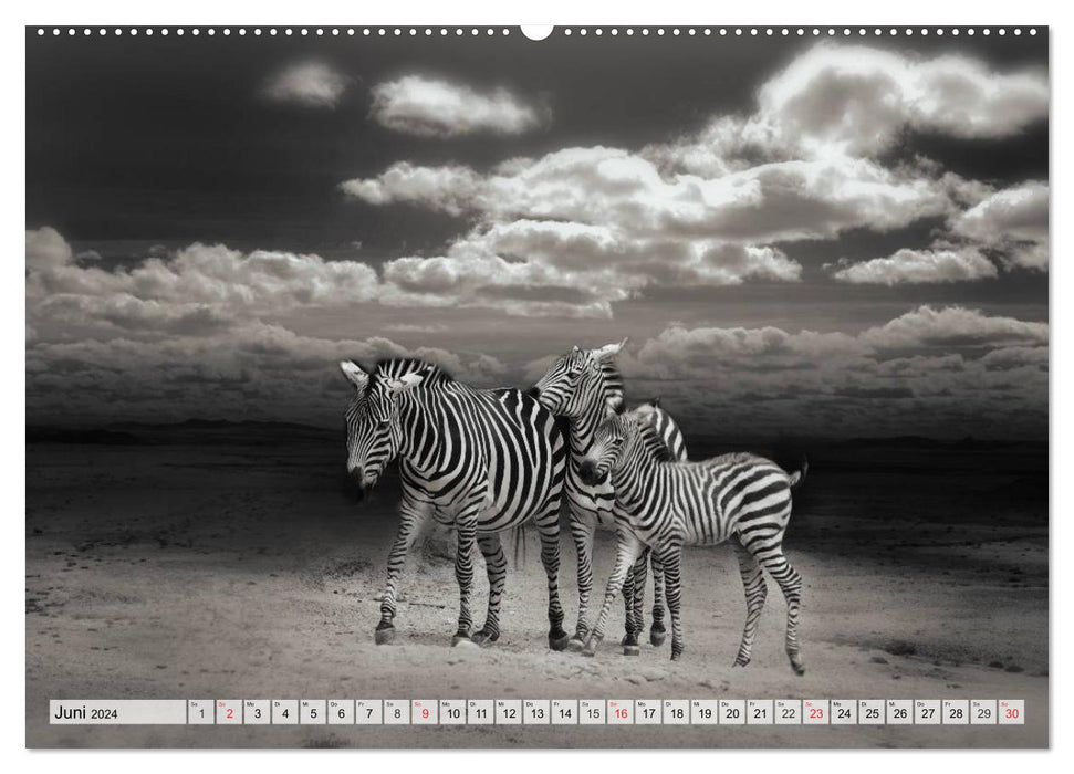 Wilde Tiere in schwarz-weiß (CALVENDO Premium Wandkalender 2024)