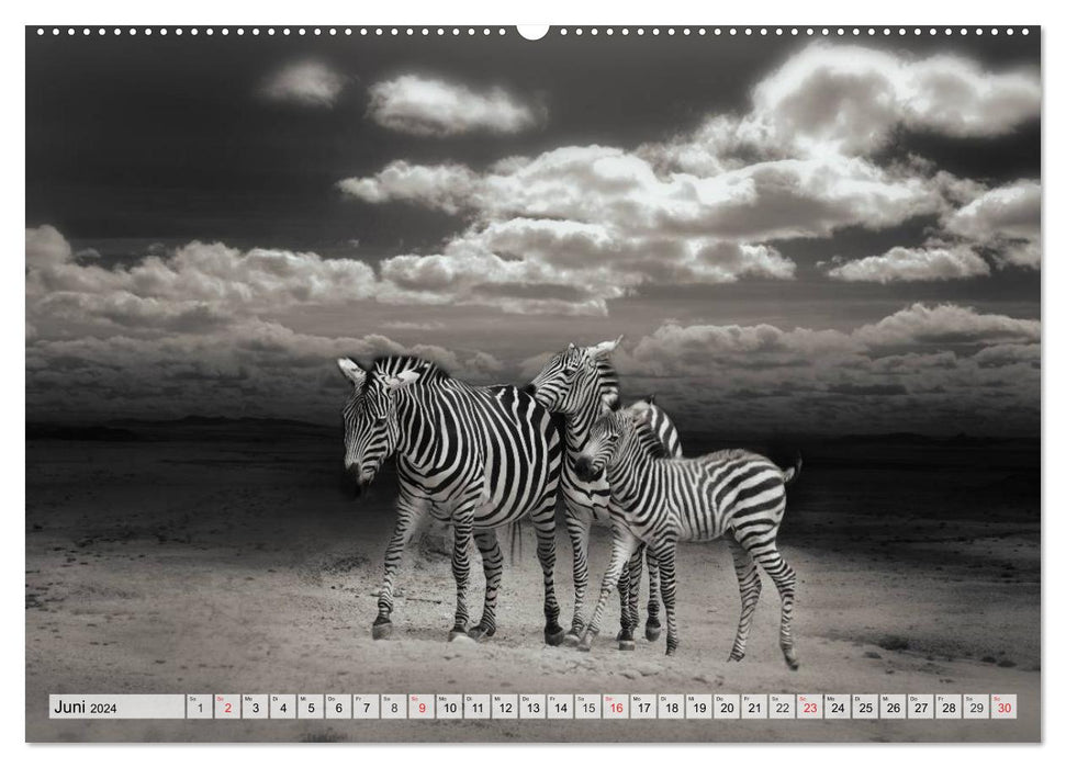 Wild animals in black and white (CALVENDO Premium Wall Calendar 2024) 