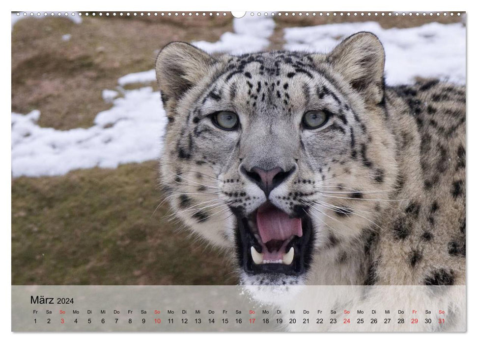 Leoparden. Elegante Jäger (CALVENDO Premium Wandkalender 2024)