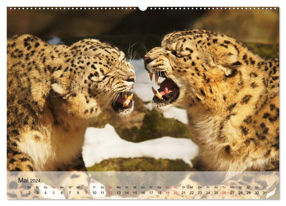 Leoparden. Elegante Jäger (CALVENDO Premium Wandkalender 2024)