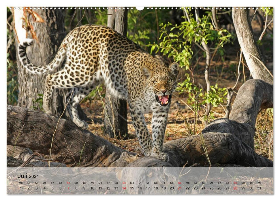 Leoparden. Elegante Jäger (CALVENDO Premium Wandkalender 2024)