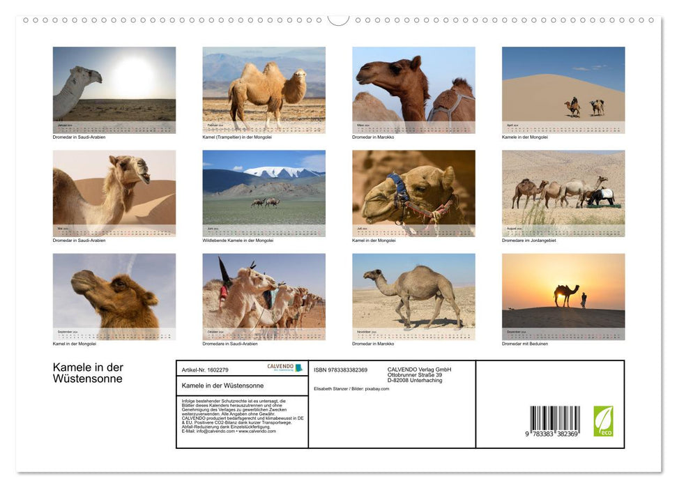 Camels in the desert sun (CALVENDO Premium Wall Calendar 2024)