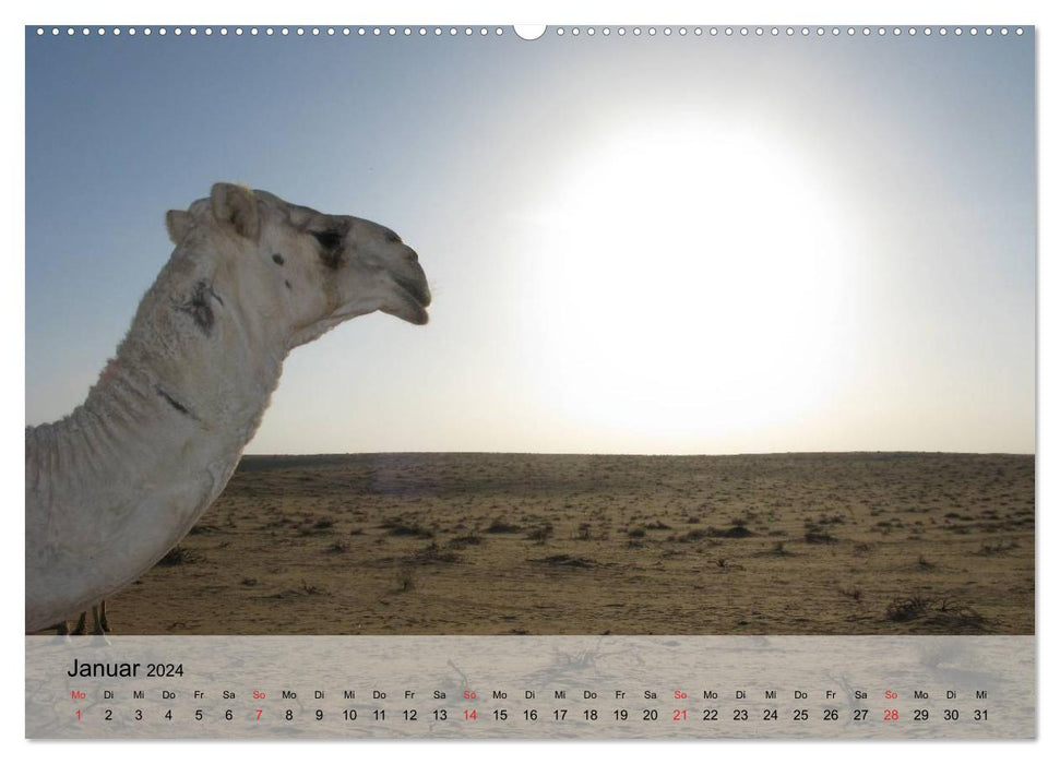 Camels in the desert sun (CALVENDO Premium Wall Calendar 2024)