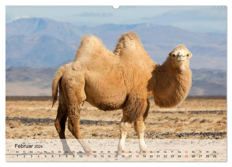 Camels in the desert sun (CALVENDO Premium Wall Calendar 2024)