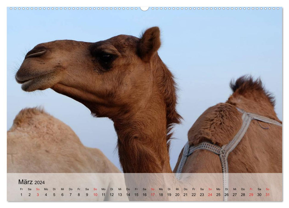 Camels in the desert sun (CALVENDO Premium Wall Calendar 2024)