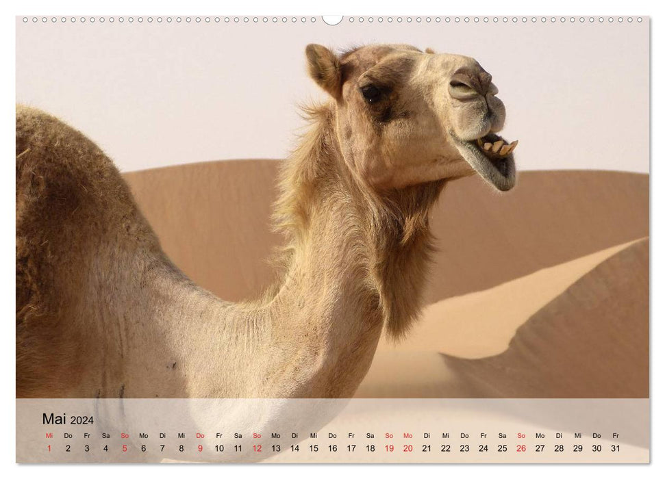 Camels in the desert sun (CALVENDO Premium Wall Calendar 2024)