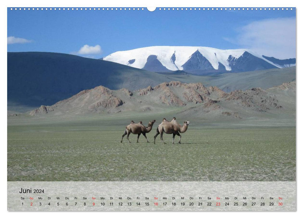 Camels in the desert sun (CALVENDO Premium Wall Calendar 2024)