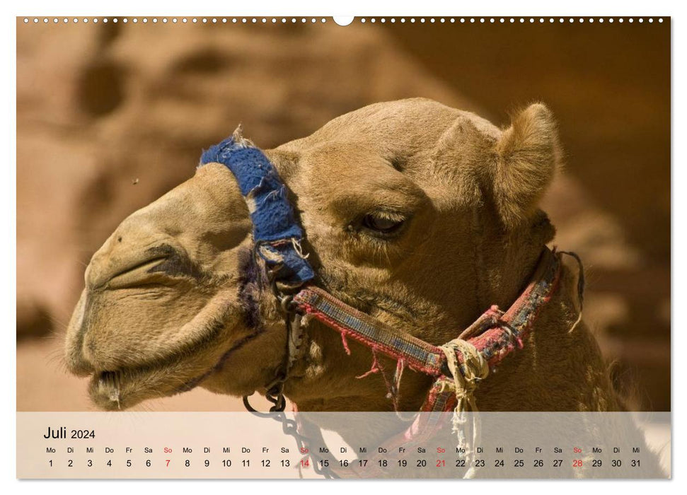 Camels in the desert sun (CALVENDO Premium Wall Calendar 2024)