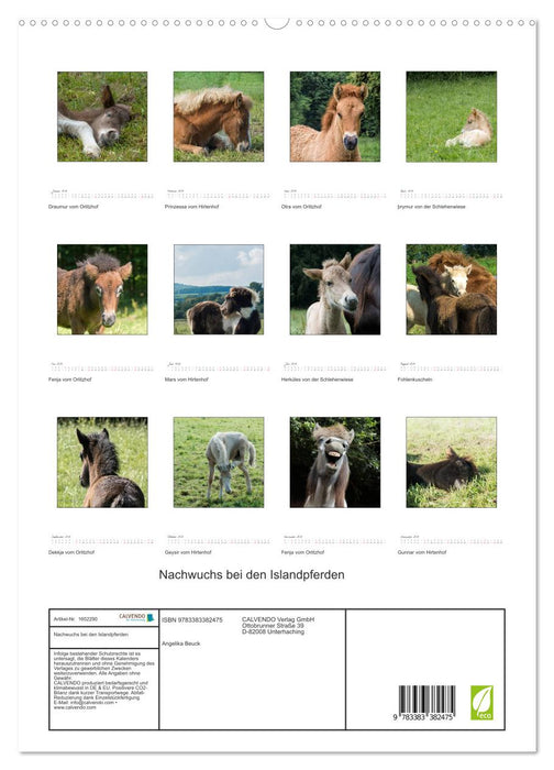 Offspring of the Icelandic horses (CALVENDO Premium wall calendar 2024) 