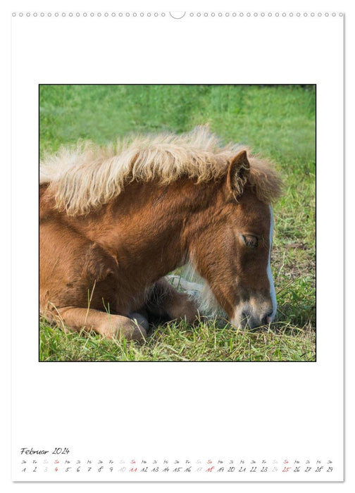 Offspring of the Icelandic horses (CALVENDO Premium wall calendar 2024) 