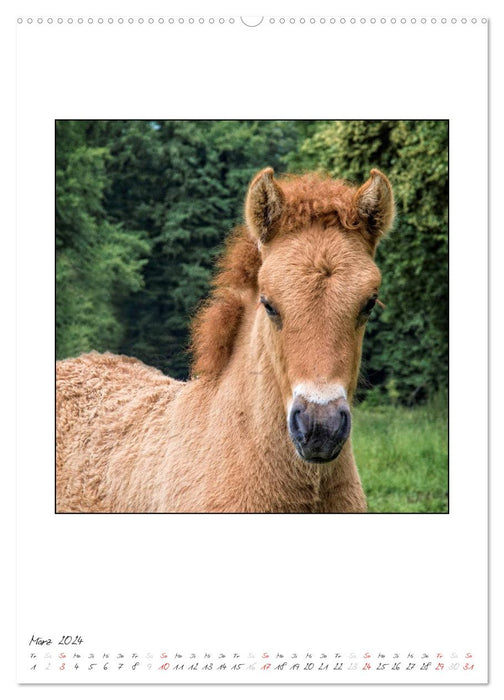 Offspring of the Icelandic horses (CALVENDO Premium wall calendar 2024) 