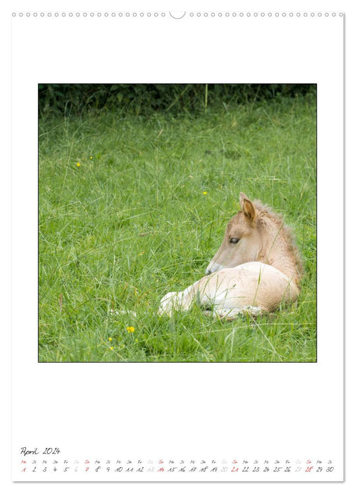 Offspring of the Icelandic horses (CALVENDO Premium wall calendar 2024) 