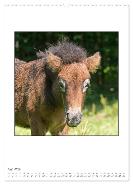 Nachwuchs bei den Islandpferden (CALVENDO Premium Wandkalender 2024)