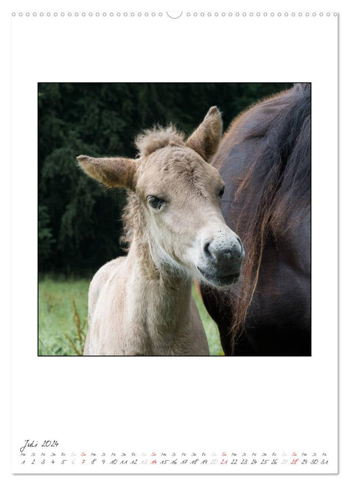 Offspring of the Icelandic horses (CALVENDO Premium wall calendar 2024) 