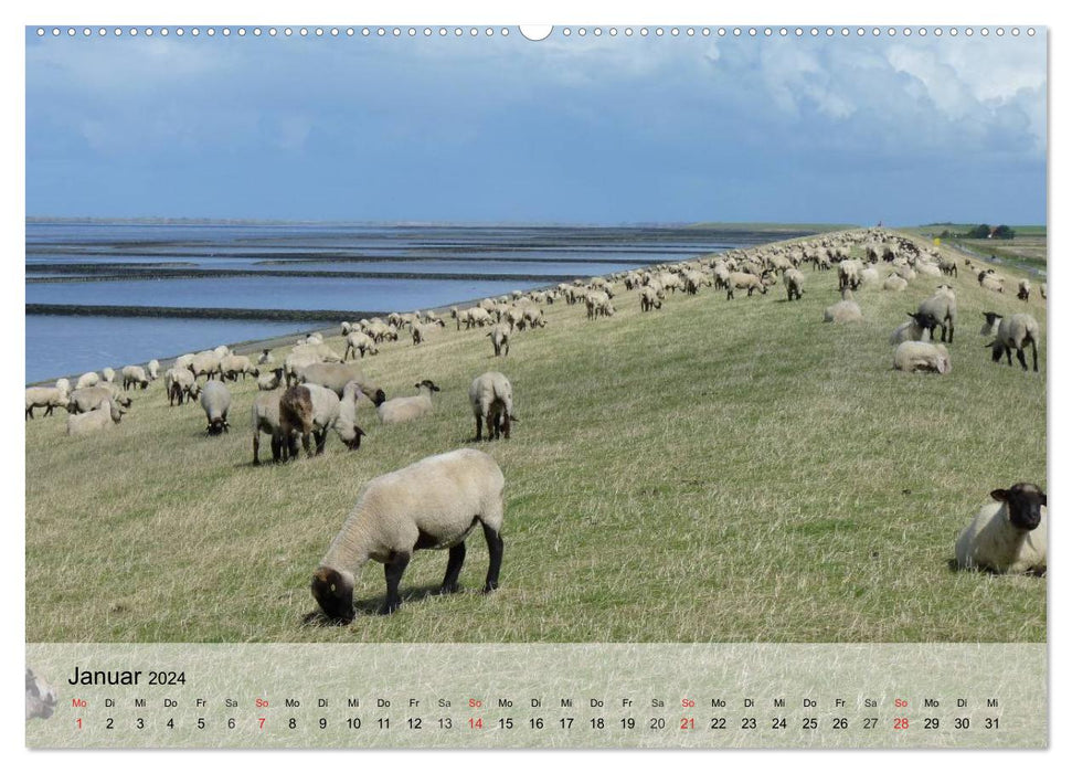 Counting sheep made easy! (CALVENDO Premium Wall Calendar 2024) 