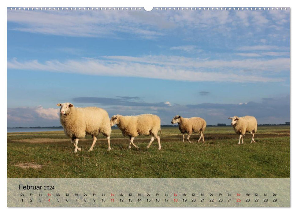 Counting sheep made easy! (CALVENDO Premium Wall Calendar 2024) 