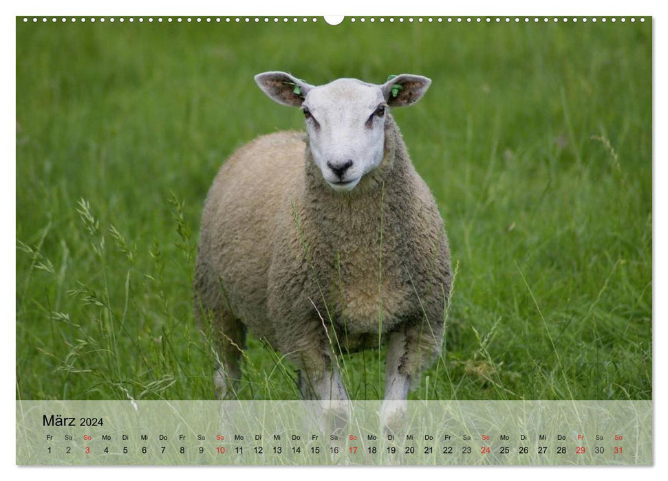 Counting sheep made easy! (CALVENDO Premium Wall Calendar 2024) 