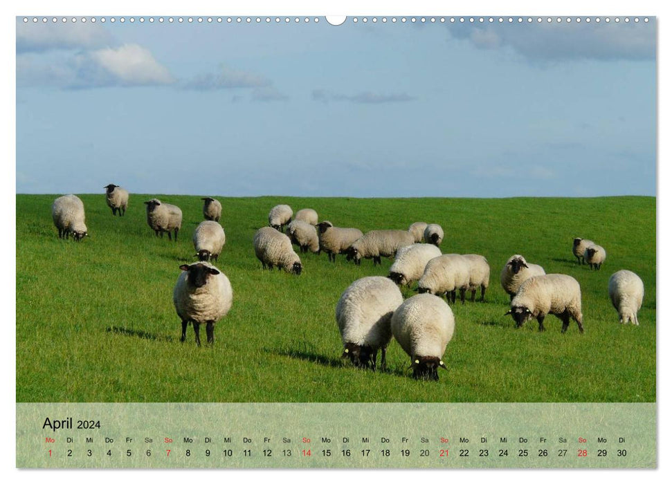 Counting sheep made easy! (CALVENDO Premium Wall Calendar 2024) 