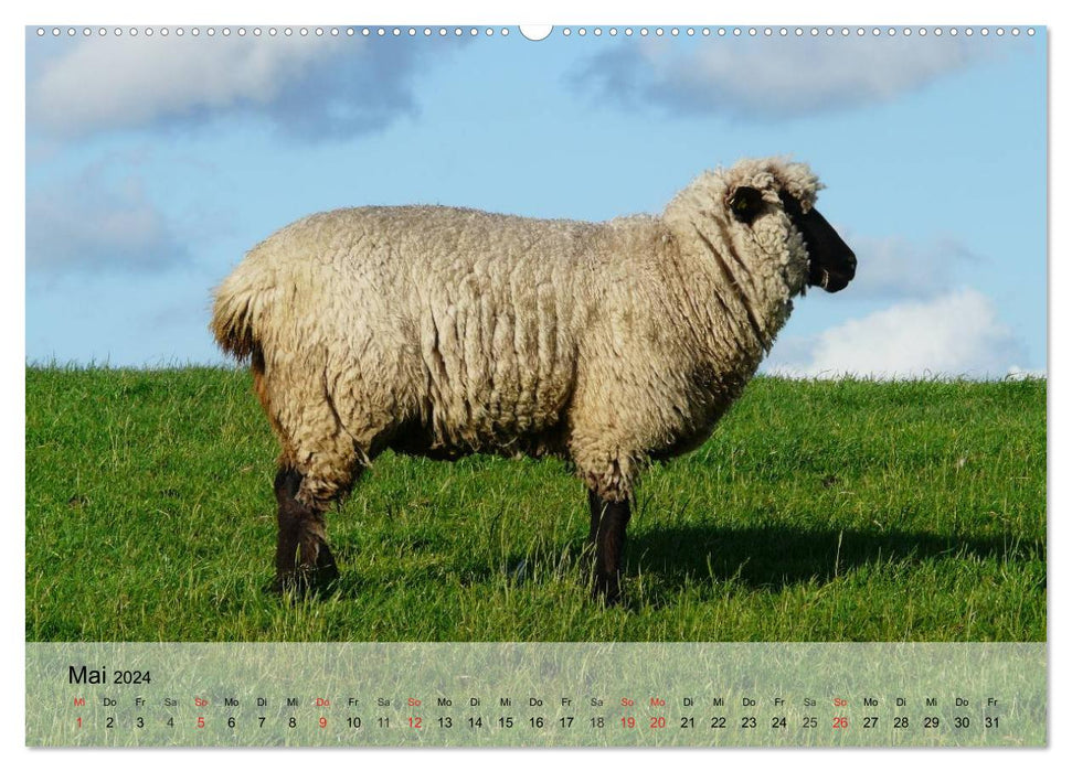 Counting sheep made easy! (CALVENDO Premium Wall Calendar 2024) 