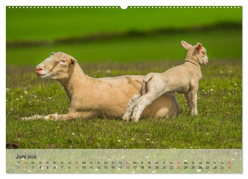 Counting sheep made easy! (CALVENDO Premium Wall Calendar 2024) 