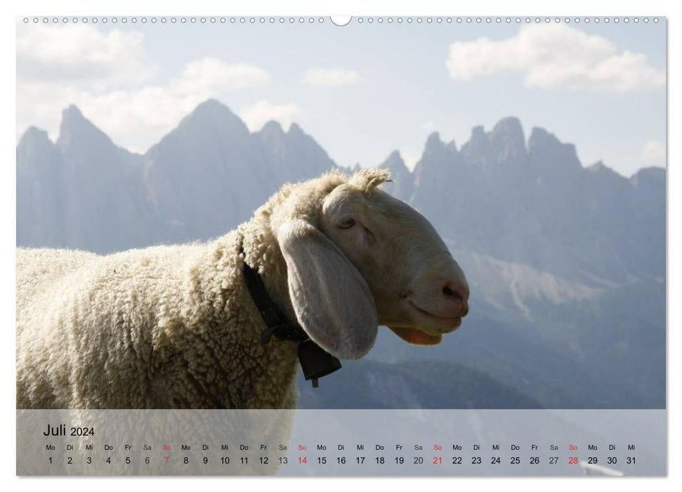 Counting sheep made easy! (CALVENDO Premium Wall Calendar 2024) 