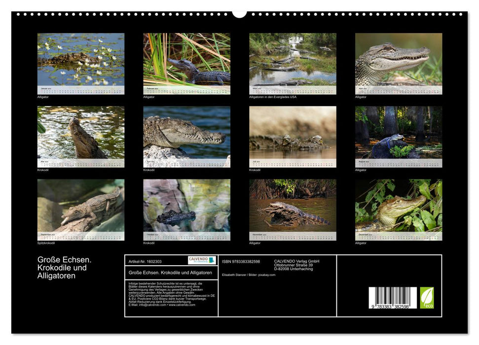 Big lizards. Crocodiles and Alligators (CALVENDO Premium Wall Calendar 2024) 