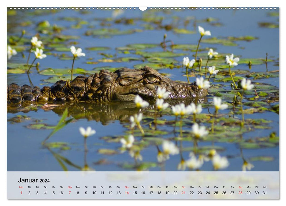 Große Echsen. Krokodile und Alligatoren (CALVENDO Premium Wandkalender 2024)