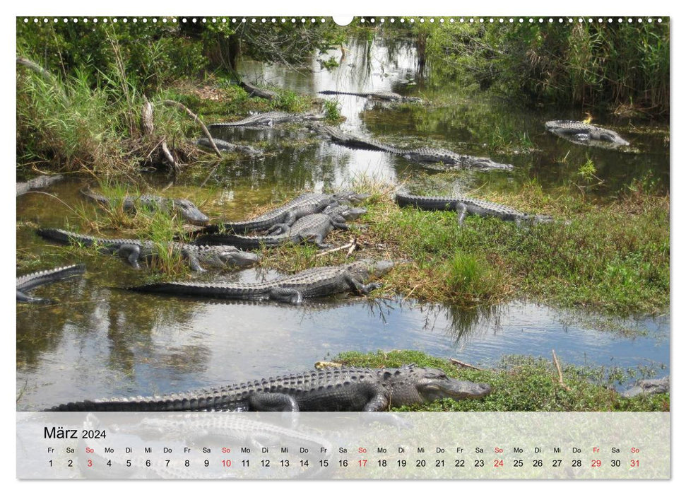 Big lizards. Crocodiles and Alligators (CALVENDO Premium Wall Calendar 2024) 