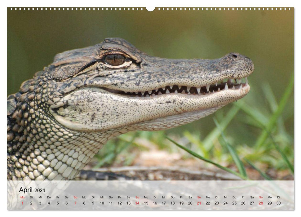 Große Echsen. Krokodile und Alligatoren (CALVENDO Premium Wandkalender 2024)